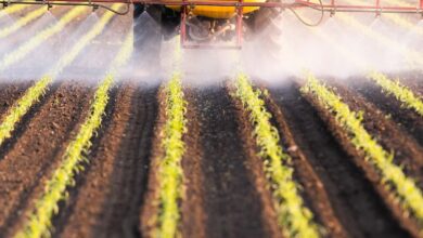 Photo of Prohíben en EEUU un pesticida vegetal que puede afectar la salud del bebé en gestación