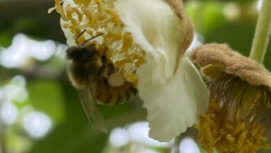 Photo of Científicos logran dirigir a las abejas hacia un cultivo que no les ofrece néctar: cuáles son los beneficios