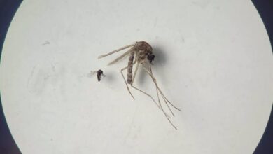 Photo of Descubren que una infección similar al dengue puede transmitirse durante el embarazo