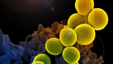 Photo of Combate a las superbacterias: la importancia de brindar solo las dosis necesarias de antibióticos