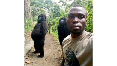 Photo of La historia de los gorilas y la selfie que recorrió el mundo: Qué pasó con estos dos animales