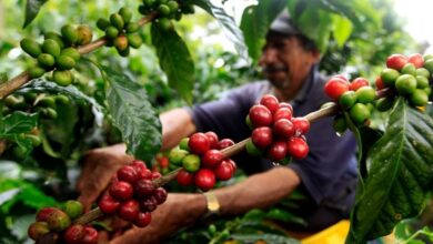 Photo of En agosto, los precios en góndola de los agroalimentos fueron 220% más altos que los recibidos por los productores