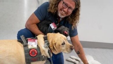 Photo of Los perros de terapia también pueden aliviar el estrés de médicos y enfermeras