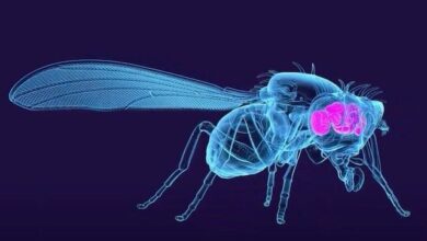 Photo of Científicos completan el mapa del cerebro de la mosca de la fruta adulta