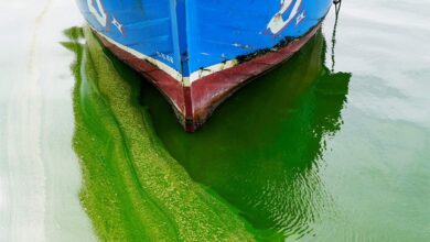 Photo of Descubren el impacto de los virus gigantes en la proliferación de algas que amenaza a los ecosistemas marinos