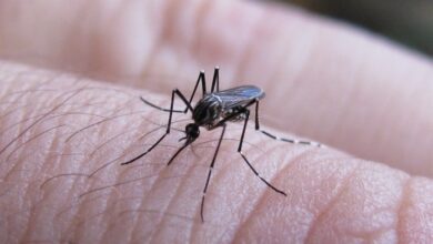 Photo of Dengue: ya se registraron casos autóctonos en nueve provincias