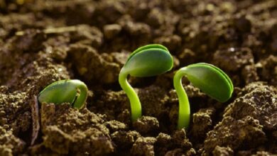 Photo of China: germinan semillas de olivo adaptadas al espacio