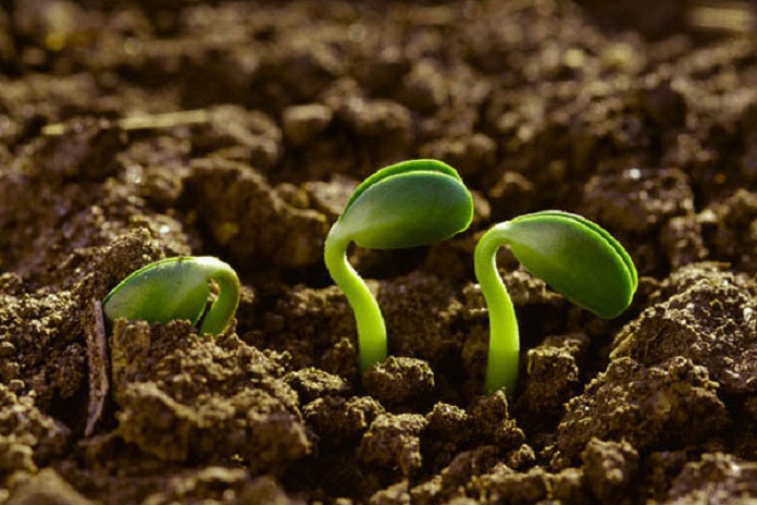 Photo of China: germinan semillas de olivo adaptadas al espacio