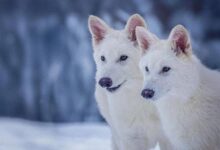 Photo of Científicos revivieron al «lobo terrible» tras 12 mil años