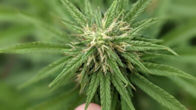 Photo of Cannabis medicinal: se modifican los requisitos para inscribirse en el programa