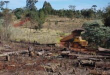 Photo of Califican a Argentina con riesgo “estándar” por deforestación