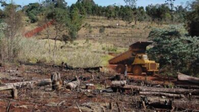 Photo of Califican a Argentina con riesgo “estándar” por deforestación