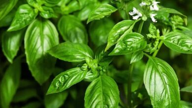 Photo of La planta ideal para consumir en invierno que previene gripes, resfriados y bronquitis