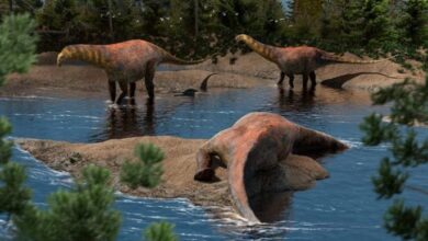 Photo of Descubren en Neuquén una nueva especie de dinosaurio saurópodo que vivió hace 95 millones de años