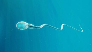 Photo of Científicos detectaron microplásticos en semen y óvulos humanos