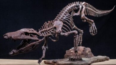 Photo of Descubren un nuevo cocodrilo que convivió con los últimos dinosaurios