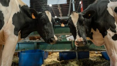 Photo of Desarrollan vacuna para prevenir infecciones mamarias en vacas lecheras