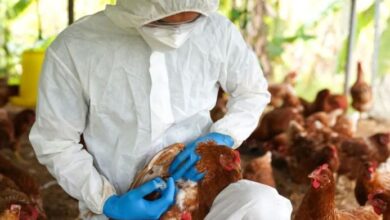 Photo of Argentina suspende exportaciones aviares tras un caso de influenza detectado en Buenos Aires