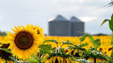 Photo of Récord histórico en la molienda de girasol: más de 487 mil toneladas en julio