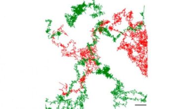 Photo of Un equipo del CONICET logró visualizar con IA por primera vez a un neurorreceptor implicado en enfermedades neurológicas