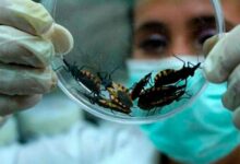 Photo of Día Nacional por una Argentina sin Chagas