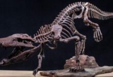 Photo of Descubren un nuevo cocodrilo que convivió con los últimos dinosaurios