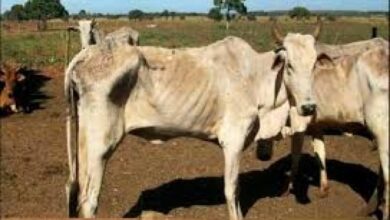 Photo of Avance científico en la UNL contra la tripanosomiasis bovina