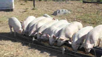 Photo of La UNL e INTA analizan uin probiótico que mejora la producción porcina