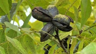 Photo of Santa Fe impulsa la producción de nuez pecán