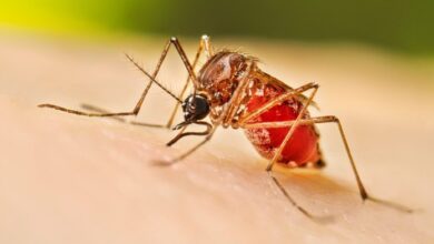 Photo of Día Internacional contra el Dengue: cómo identificar al mosquito transmisor y reducir el riesgo