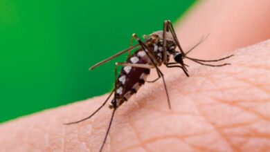 Photo of Un curioso experimento científico reveló a quiénes pican más los mosquitos