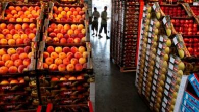 Photo of Las exportaciones de frutas crecieron 12% en volumen y 18% en valor