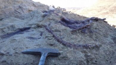 Photo of Descubren en Chubut un dinosaurio carnívoro que habría sido de los últimos en extinguirse