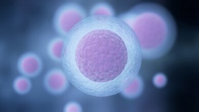 Photo of ¡Sin precedentes! Científicos logran crear óvulos humanos a partir de células de la piel
