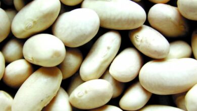 Photo of La cosecha de legumbres 2024/2025 creció 57% y alcanzó 1,29 millones de toneladas